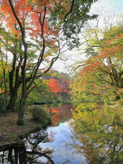 池面に映る紅葉