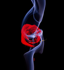 Enchanting rose on black background