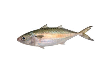 Indian mackerel fresh
