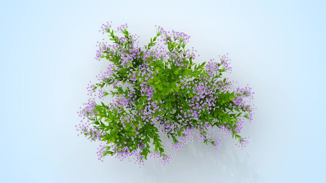 Schotti plant growing from a small plant to an adult. 3d rendering with alpha channel. Camera from a high angle
