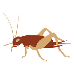 Cricket Illustration