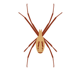 Spider Illustration