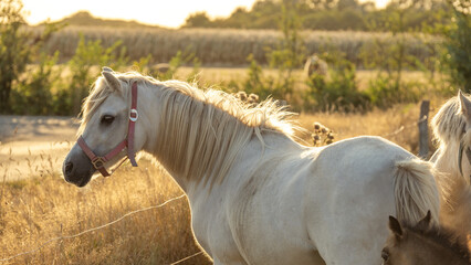  White horse at sunset.Farm animals.White horse with white mane portrait. horse walks in a street...