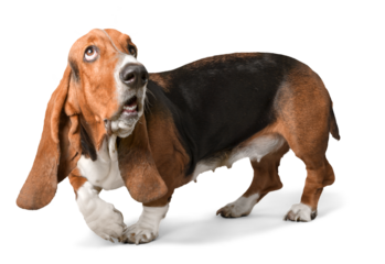 Basset Hound