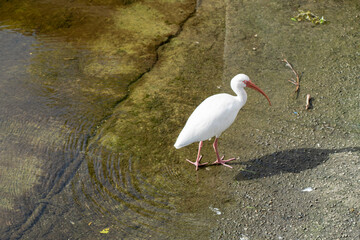 Bird in water at a pond.