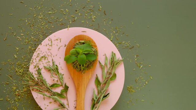 Stevia fresh stevia leaves and dry stevia on a pink round podium .Dietary natural sweetener. High quality 4k footage
