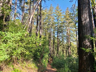 Tall redwood trees along a hiking trail in Big Sur, California