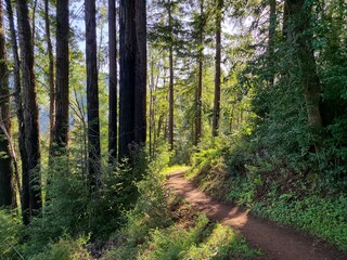 A Big Sur hiking trail passes through tall redwood trees