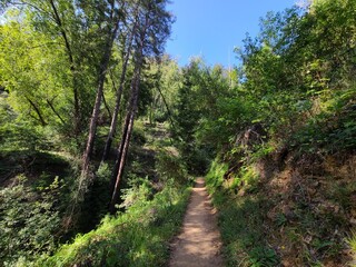 The Buzzard's Roost trail in Pfeiffer Big Sur State Park, California