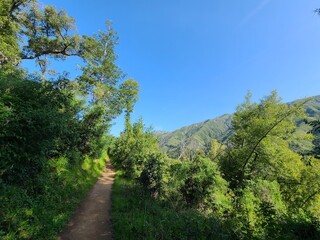 Fototapeta na wymiar The Buzzard's Roost trail in Pfeiffer Big Sur State Park, California