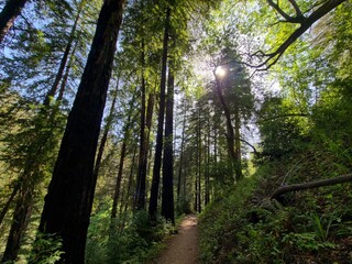 Obraz premium The sun shines through the trees of a redwood forest in the mountains of Big Sur, California