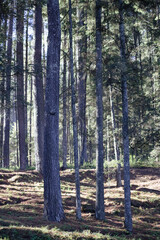 Obraz premium forest in the morning