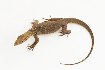 Naklejka premium The clouded monitor lizard (Varanus nebulosus) isolated on white background