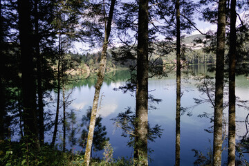 Obraz premium reflection of trees in water