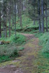 path in the woods