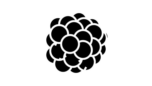 blackberry juicy berry line icon animation