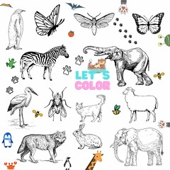 Coloring page - Animal set for kids