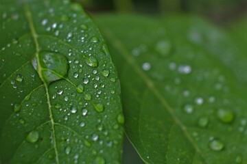 Fototapeta premium Close up water drop on lush green foliage after raining. dew on the leaves