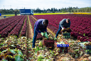 Skilled male farmers hand harvesting ripe red leaf lettuce cultivars on farm plantation
