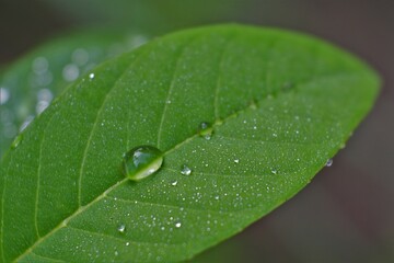 Close up water drop on lush green foliage after raining. dew on the leaves