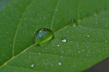 Close up water drop on lush green foliage after raining. dew on the leaves