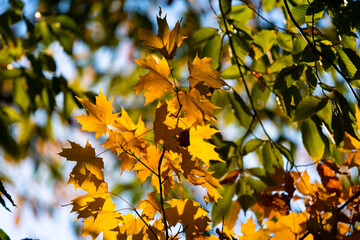Yellow maple leaves with green leaves behind out of focus 