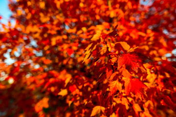 Red leaves 