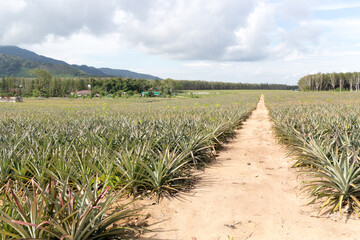 Track through pineapple field in Phuket Thailand