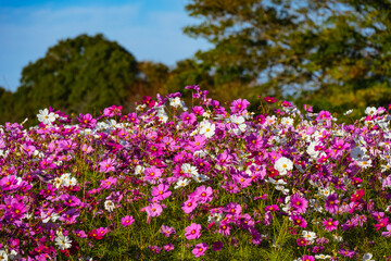 風土記の丘のコスモス