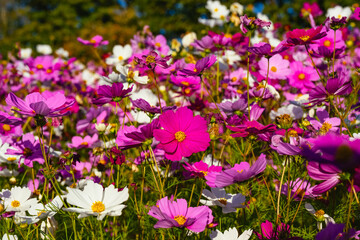風土記の丘のコスモス