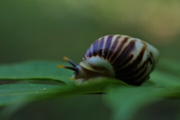 Snail glides over wet leaves. Large mollusk snail with brown striped shell. Helix pomatia, Burgundy, Roman, escargot.