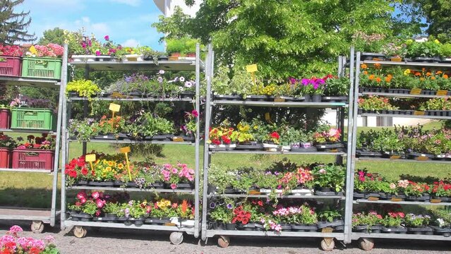 Sale of the plants and flowers on a street. Flower shop on the town square. Display racks with flowers and plants. Full shelves of the plants and flowers