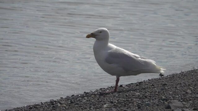 A glaucous gull (Larus hyperboreus, adult) after eating fish with a dirty big bill. Bering sea. Chukotka.