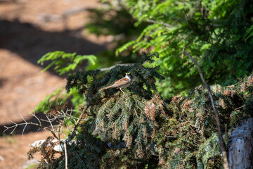 A white-throated sparrow in the Ontario wilderness.