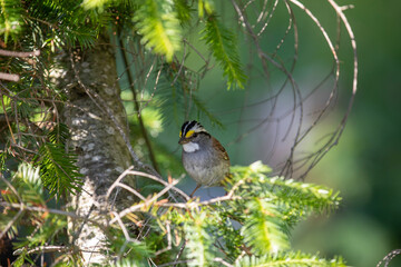 A white-throated sparrow in the Ontario wilderness.