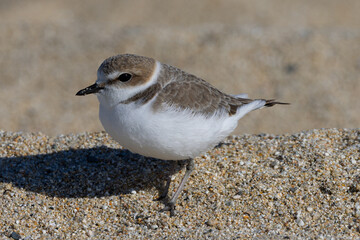 Snowy plower, seen in the wild in a North California beach