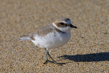Snowy plower, seen in the wild in a North California beach