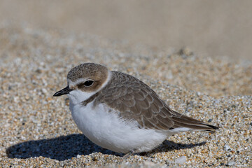Snowy plower, seen in the wild in a North California beach
