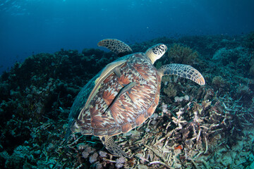 A sea turtle on the coral reef