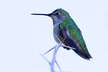 Hummingbird, seen perched  in North California