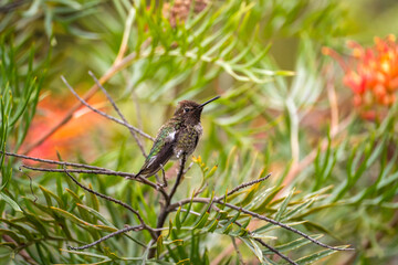 Anna's Hummingbird (Calypte anna) perched on a tree. 
