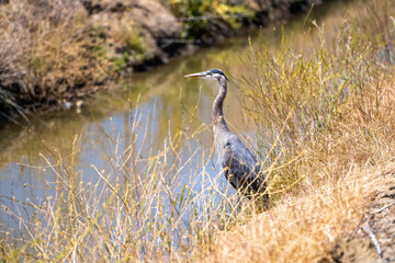 Great blue heron (Ardea cinerea) stands near the creek and hunts. 
