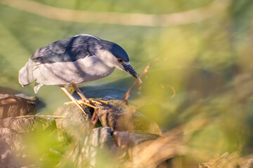 Black-crowned night heron (Nycticorax nycticorax) stands on the shore of a lake.