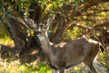 Portrait of a California Mule Deer (Odocoileus hemionus californicus)