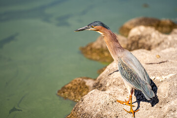 Green heron (Butorides striatus) stands on the shore of the lake.