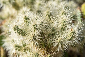 Close-up of cactus (Cylindropuntia rosea) with long white thorns. Cactus close up texture.  © Olga