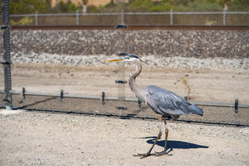 Great blue heron (Ardea cinerea) in the park. 