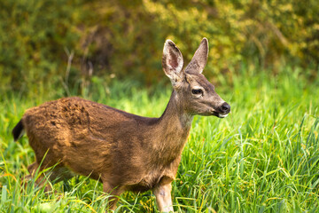 A young California Mule Deer (Odocoileus hemionus californicus) on a meadow. 