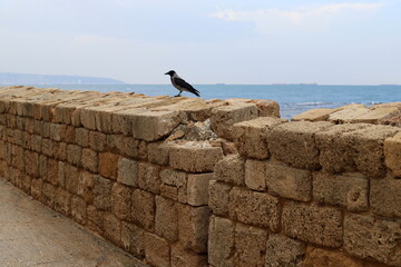 Stone wall of an ancient fortress on the seashore in Israel.