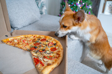 Christmas party couch box delicious pizza sly dog secretly wants to sneak a peek at the appetizing pieces. Red corgi sniffing holiday food. New Year eve family party tree snacks takeaway. Pet pranks - Powered by Adobe